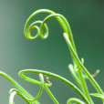 毛葉草 毛葉草