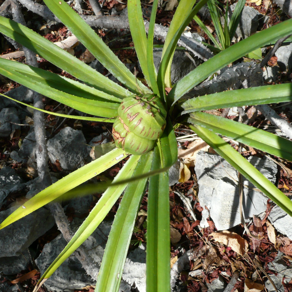 Pandanus biceps