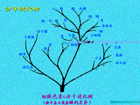 細胞色素C分子進化樹