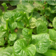 貓耳菜 貓耳菜