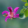 紫金花(蘇木亞科羊蹄甲屬植物)