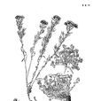 麗江亞菊 麗江亞菊