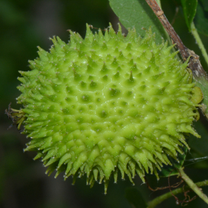 Croton inhambanensis