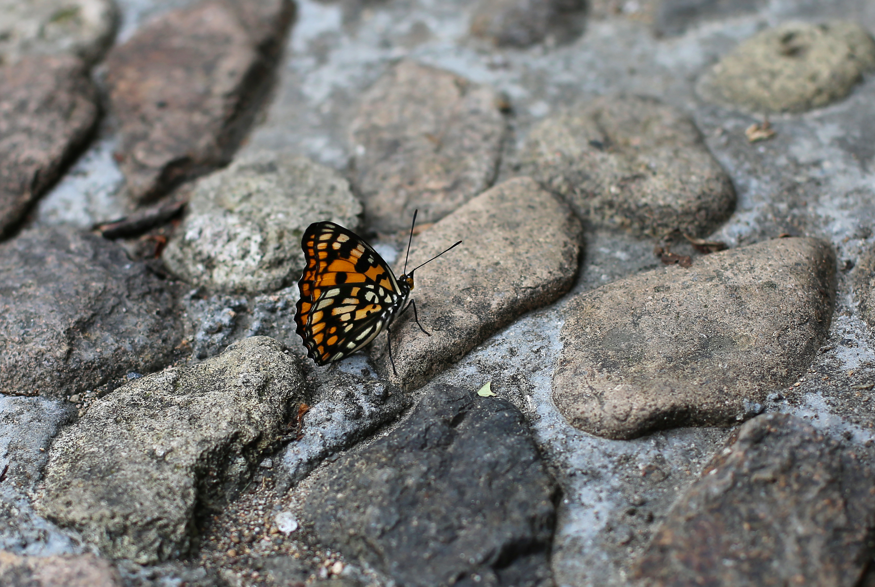 拍攝於浙江桐廬白雲源的黃帥蛺蝶