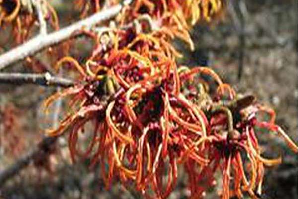 Hamamelis × intermedia \x27Rubin\x27 Hamamelis × intermedia \x27Rubin\x27