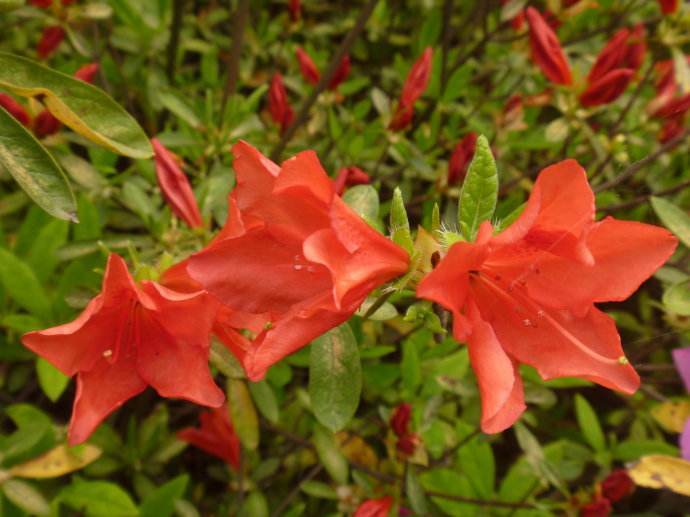 石榴紅杜鵑 石榴紅杜鵑