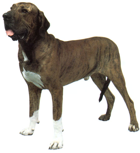 菲拉·巴西里羅犬