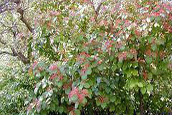 Viburnum dilatatum Viburnum dilatatum