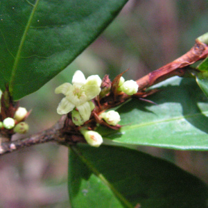 Erythroxylum mucronatum