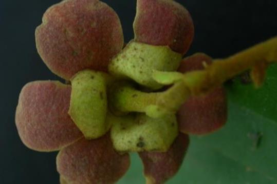 山芭豆 山芭豆