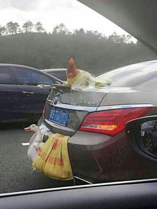 兩鴨一雞 兩鴨一雞