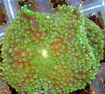 加勒比海綠星光珊瑚