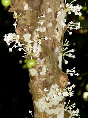 優曇婆羅樹開的花
