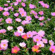 太陽花(馬齒莧屬草本花卉) 太陽花(馬齒莧屬草本花卉)