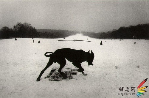 獵狗 法國 1983年