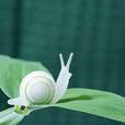 蝸牛眼霜 蝸牛眼霜