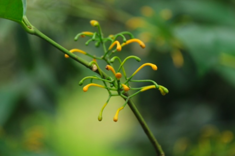 玉盤桂科(杯軸花科) 玉盤桂科(杯軸花科)