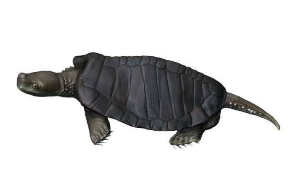 卡岩塔龜屬