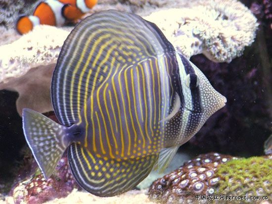 印度大帆吊魚(印度大帆吊) 印度大帆吊魚(印度大帆吊)