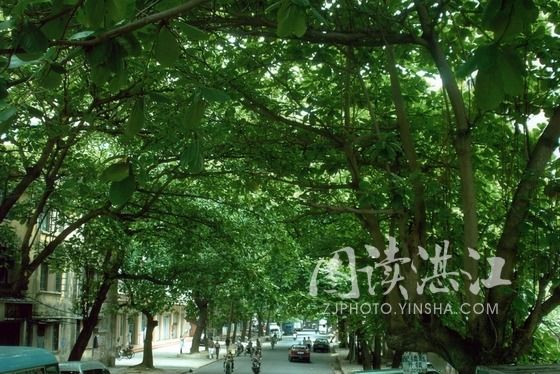 霞山青島路法國枇杷綠樹成蔭，猶如法國景致