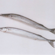 鱵魚