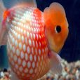 珍珠鱗金魚