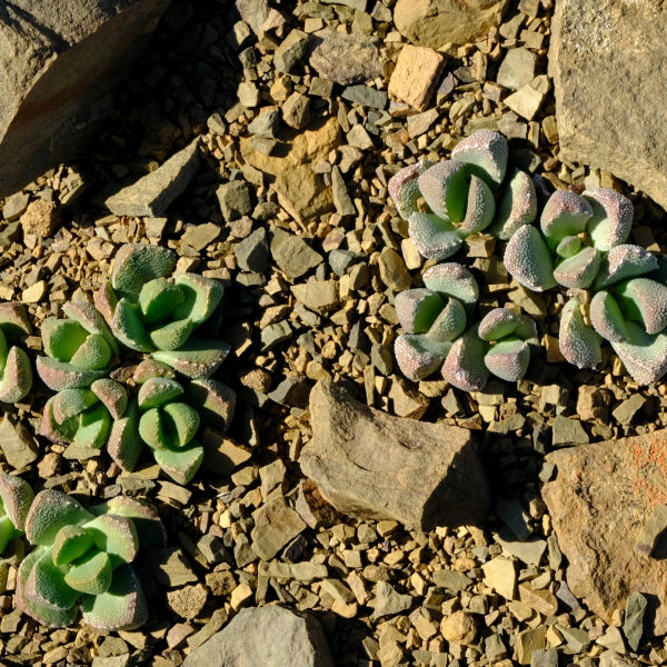 Stomatium loganii