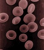 人類紅細胞