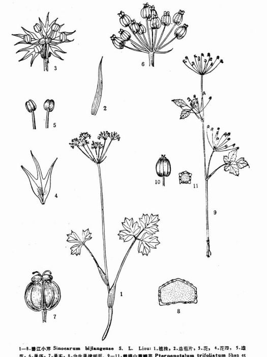 碧江小芹 碧江小芹