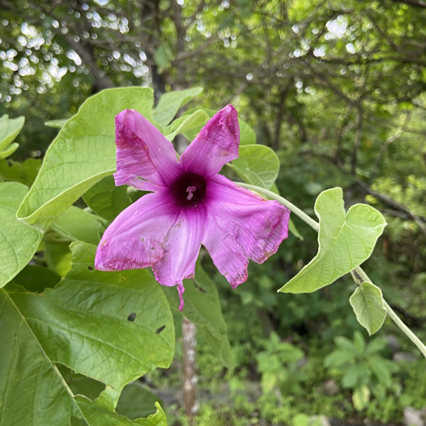 Ipomoea calyptrata
