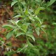 皂柳(植物) 皂柳(植物)