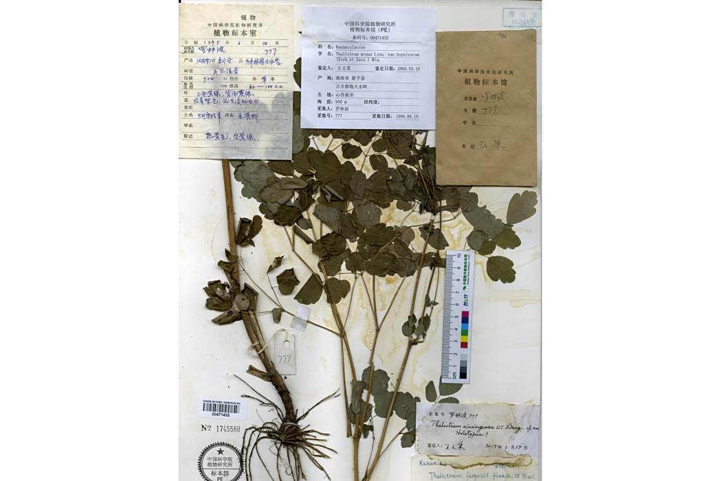 新寧唐松草 新寧唐松草