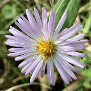 藤菀