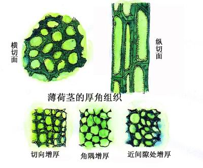 厚角組織的細胞分布圖