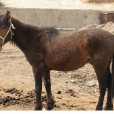 巴里坤馬 巴里坤馬