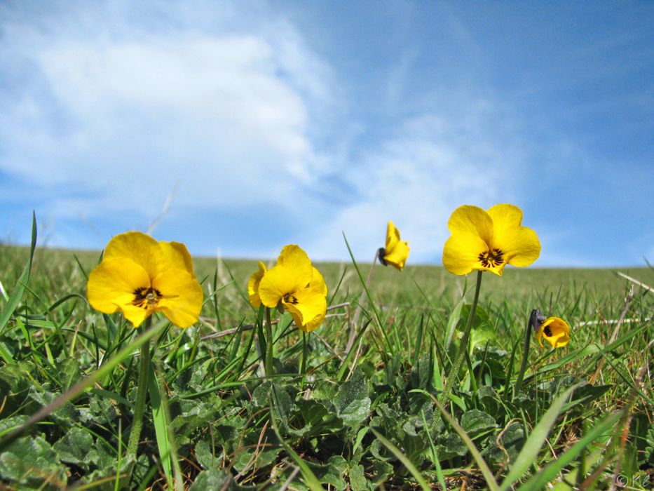 Viola pedunculata Viola pedunculata