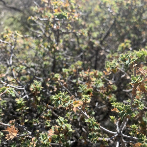 Quercus hinckleyi