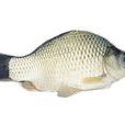 彭澤鯽魚 彭澤鯽魚