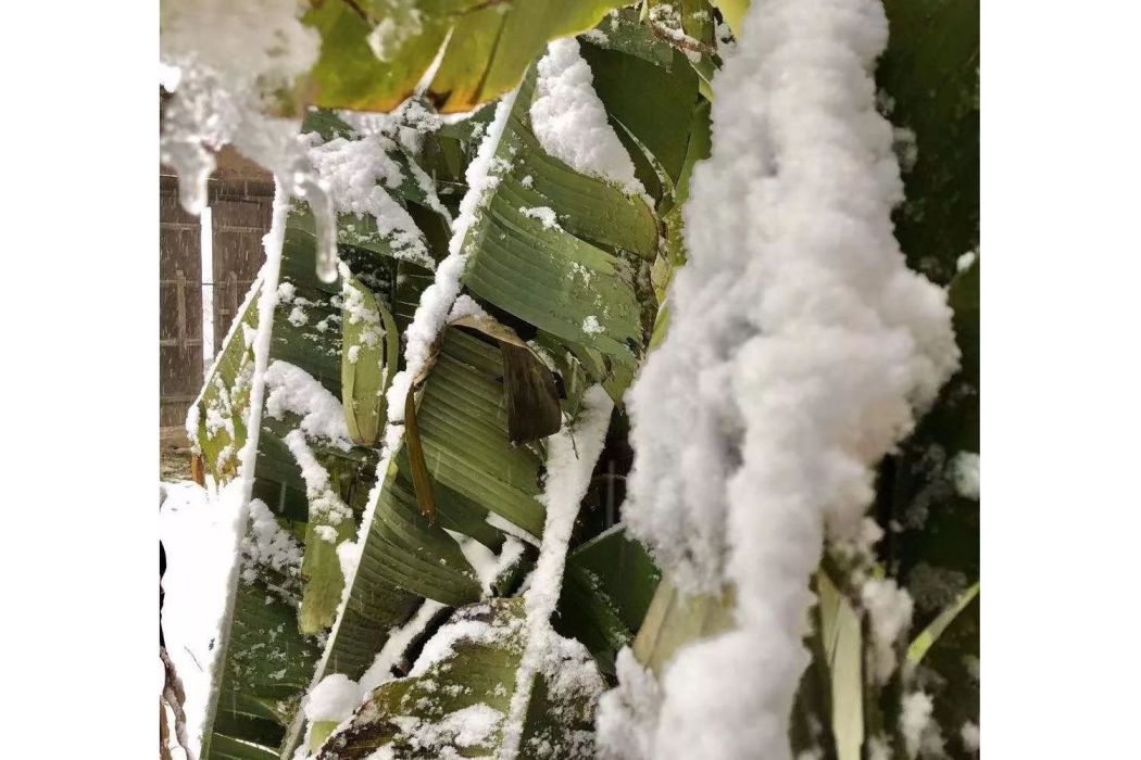 雪中芭蕉 雪中芭蕉