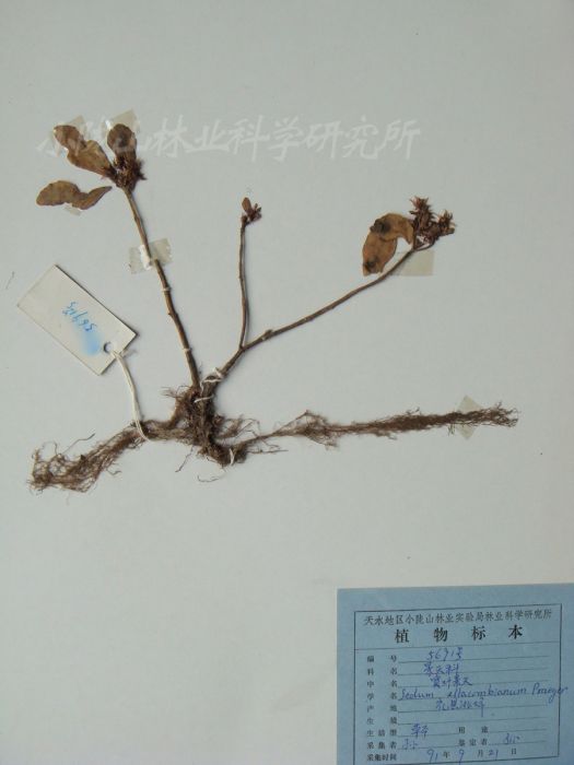 長萼寬葉景天