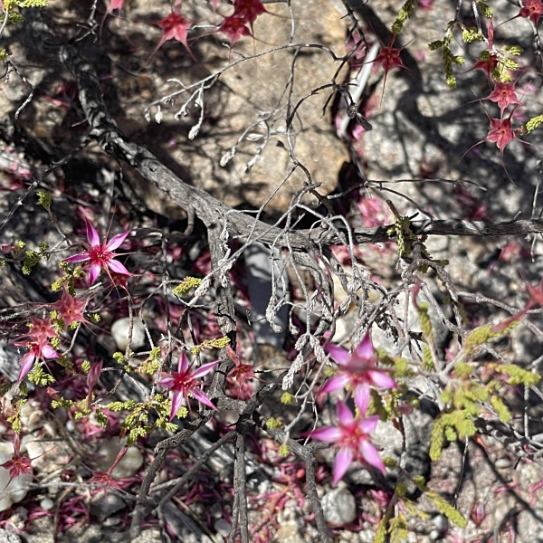 Calytrix leptophylla