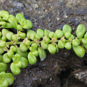 Pilea serpyllifolia