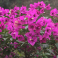 葉子花(中藥) 葉子花(中藥)
