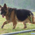 狼犬