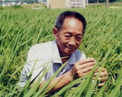 秈型雜交水稻