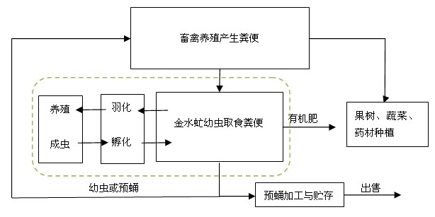 金黃指突水虻