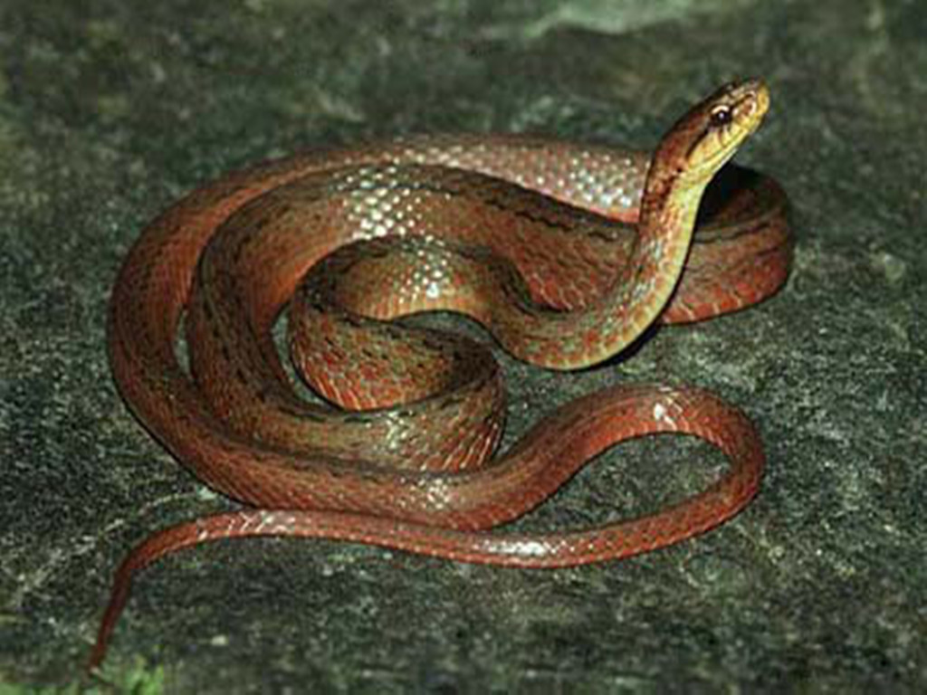 腹斑腹鏈蛇