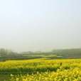 泠江村 泠江村