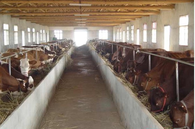 肉牛規模養殖技術