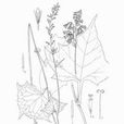 蟹甲草屬 蟹甲草屬